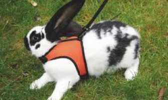 Addio a cani e gatti: l'animale da compagnia perfetto � il coniglio